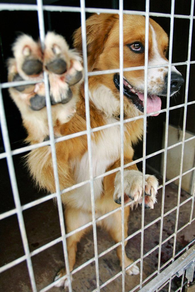 Alle Sommer wieder: Menschen entsorgen ihre Tiere. Wie gut, dass es das Tierheim gibt.
