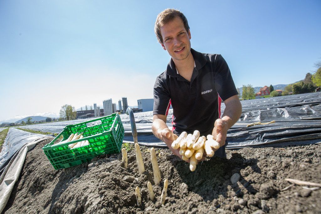 Wie Vater und Sohn Kummer in Diepoldsau jährlich 15 Tonnen <br/>Spargel züchten.