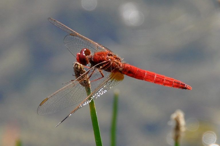 FeuerlibelleEindeutig ein Profiteur des Klimawandels ist die Feuerlibelle (Crocothemis erythraea). Aus der Sahara verirrte sie sich früher nur selten über die Alpen. Seit einigen Jahren wird die Libelle regelmäßig beobachtet. foto: friebe