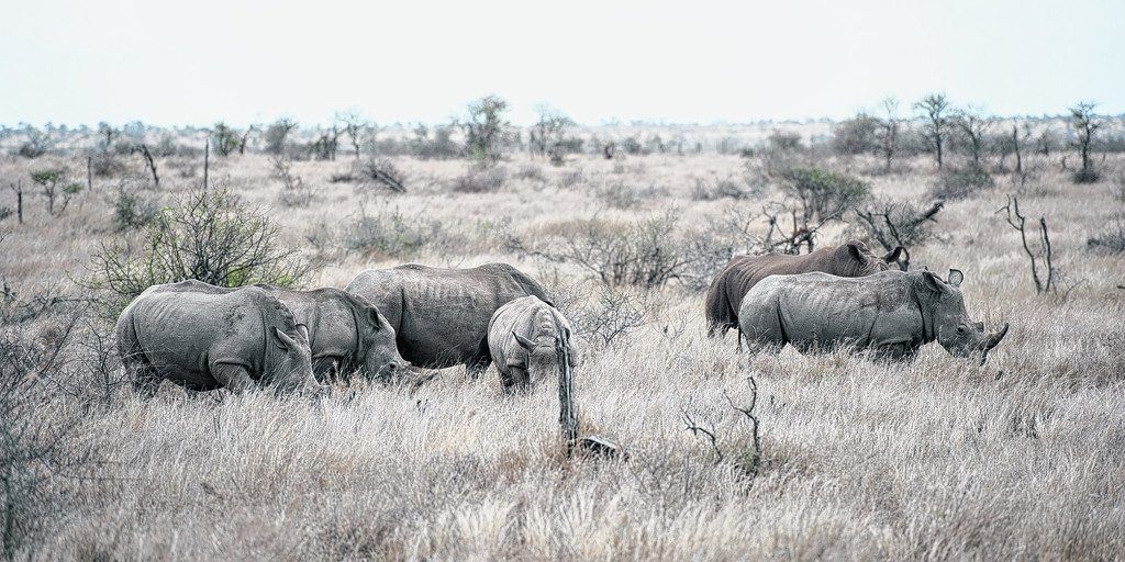 Auf Safari im Krüger Nationalpark