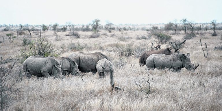 Auf Safari im Krüger Nationalpark