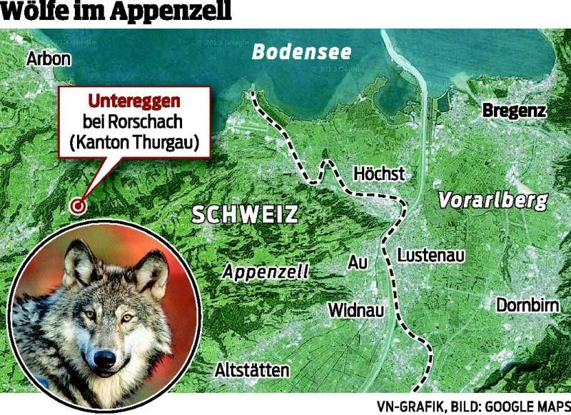 In Untereggen und Heiden, gleich über der Grenze, rissen Wölfe insgesamt vier Schafe.