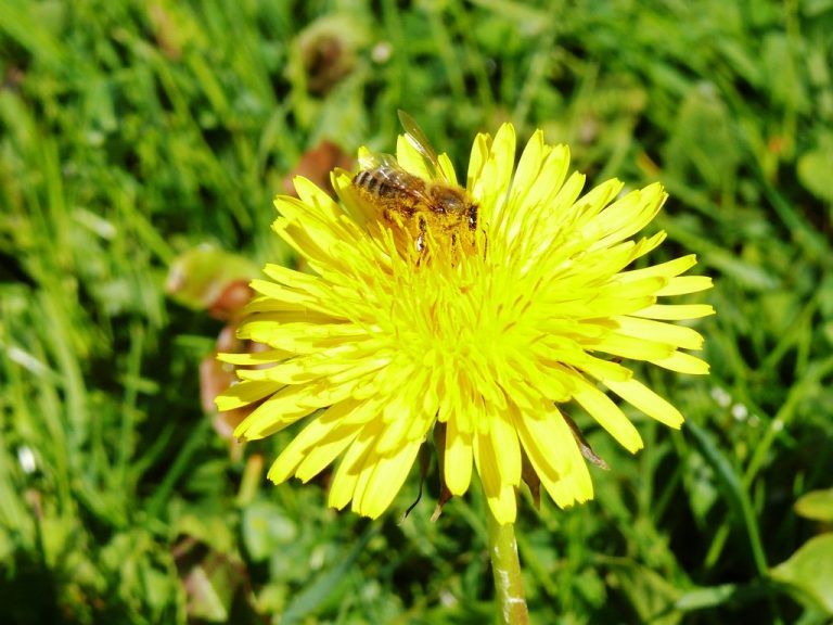 "Die Varroa-Milbe bleibt uns"