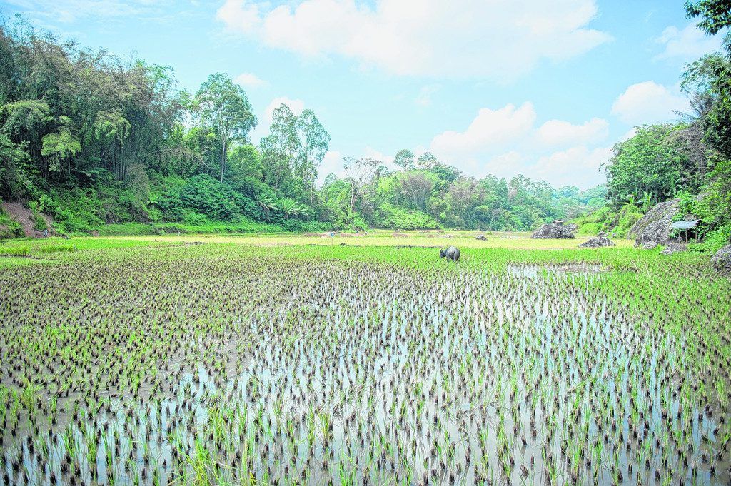 Torajakultur im Hochland Sulawesis