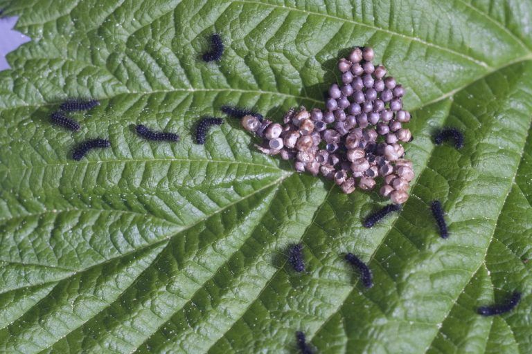 Schmetterling, flieg!