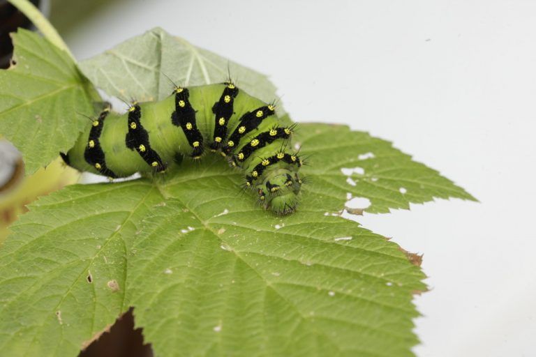 Schmetterling, flieg!