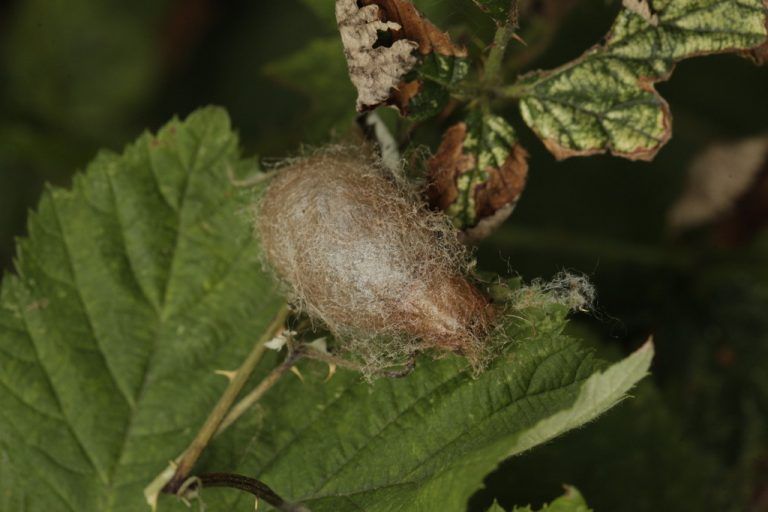 Schmetterling, flieg!