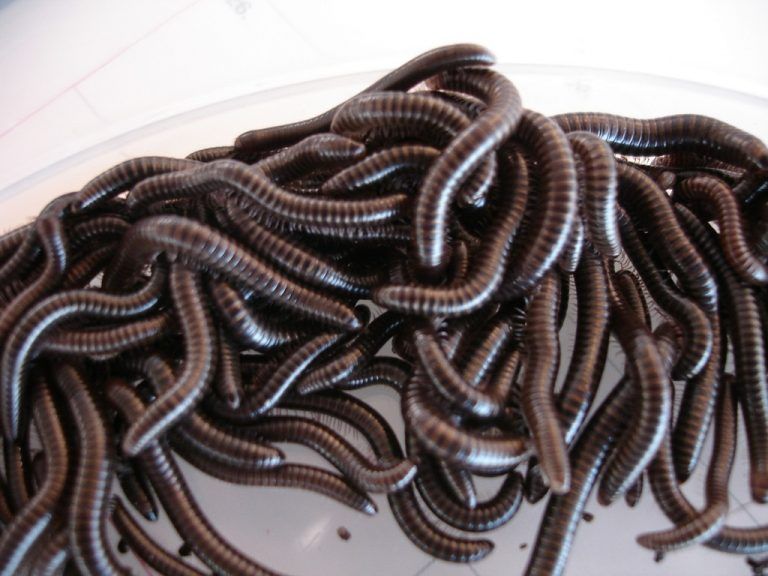 Gemeiner FeldschnurfüßerDer Gemeine Feldschnurfüßer (Cylindroiulus caeruleocinctus) beschäftigt die inatura-Fachberater seit zehn Jahren. Wo er auftritt, tut er dies meist in Massen. So reagieren die Garten- und Hausbesitzer irritiert bis angeekelt. Das Massenauftreten in Röns stellte den belegten Erstfund dieser Art in Vorarlberg dar. foto: zimmermann