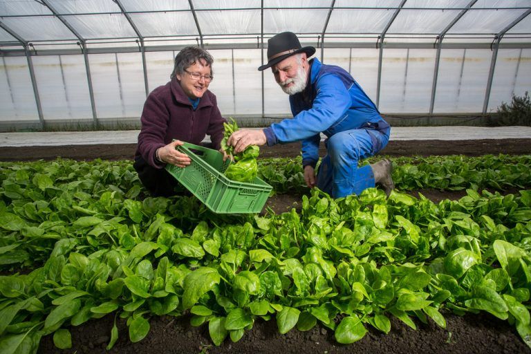 Gertrud und Peter Grabher ernten Spinat, der garantiert biologisch gewachsen ist. Foto: Vn/Steurer