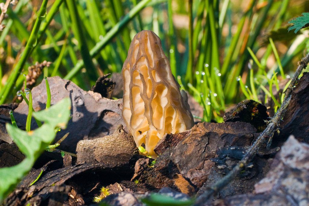 Delikatessensuche im Wald und auf der Wiese