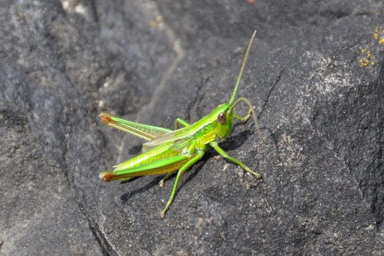 HeuschreckeDie inatura hat die Heuschrecken im Ländle für eine „Rote Liste“ erhoben. Im Bild: Die Kleine Goldschrecke (Euthystira brachyptera). foto: friebe