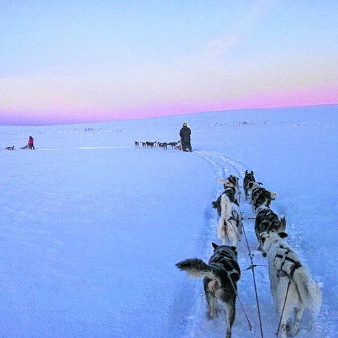 Huskys lieben das Laufen im Schnee. Foto: Image Bank Sweden