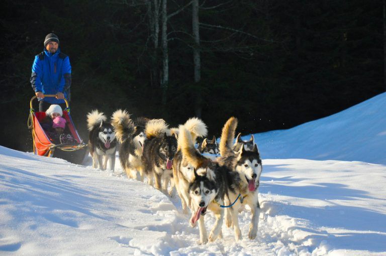 HuskyschlittenfahrenHusky Toni hat sich mit seinem Hunderudel auf der Tschengla zu einem absoluten Besuchermagneten gemausert. Neben Schlittenhundefahrten werden auch Huskyworkshops angeboten.