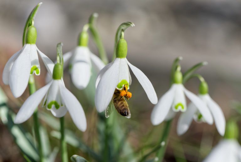 Im Rahmen der Reihe „Landwirtschaft verstehen“ wird heute ein Vortrag über den Superorganismus der Honigbiene und den Sinn einer blühenden Landschaft stattfinden. foto: fotolia/walica