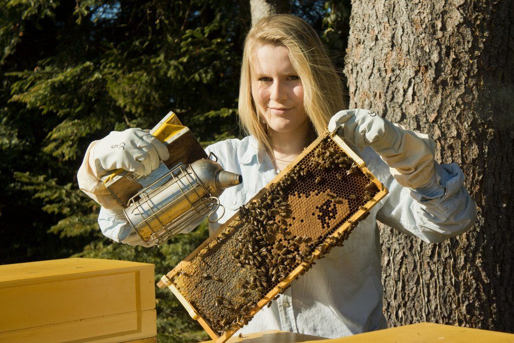 Land investiert für Varroa-Bekämpfung, robuste Völker, Imkervereine und Bildung.