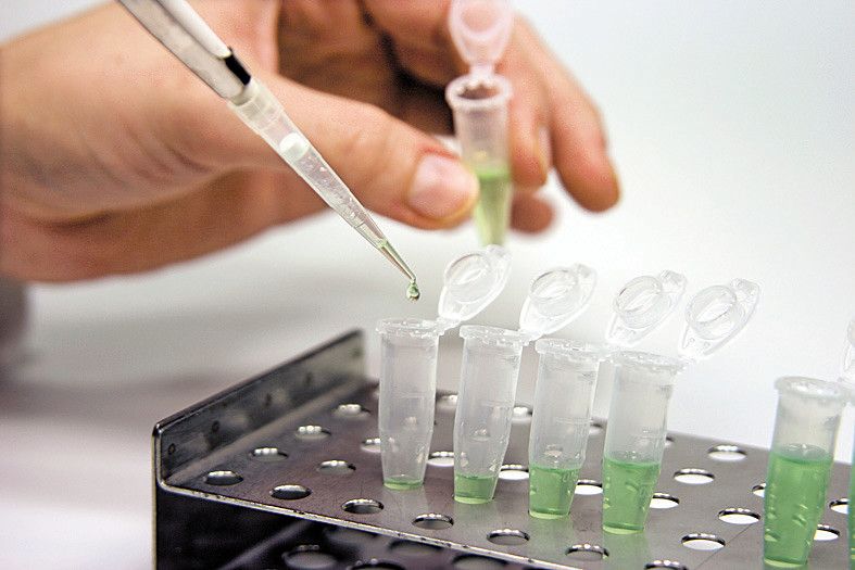 Stammzellen setzen sich selbst auf Diät