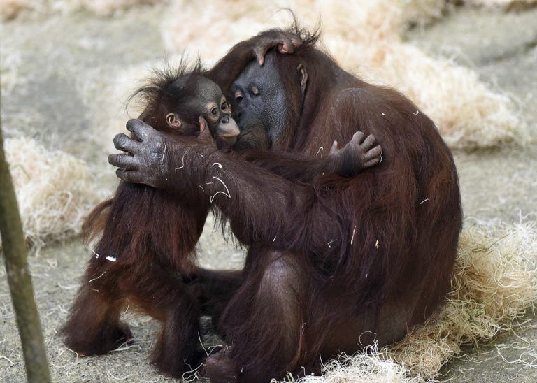 In this March 18, 2015 photo provided by the Chicago Zoological Society, Kecil, a 1-year-old orangutan, hugs his surrogate mom, Maggie, at Brookfield Zoo’s Tropic World in Brookfield, Ill. Since his arrival in June 2014, Kecil has been behind the scenes bonding with Maggie, as well as developing the skills he’ll need before having access to the habitat in Tropic World. Zoogoers will be able to see Kecil for the first time beginning the weekend of April 4-5. (AP Photo/Chicago Zoological Society, Jim Schulz)