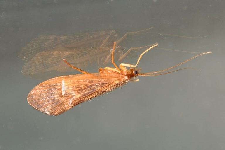 KöcherfliegeDie Larven der Köcherfliegen bauen sich einen Schutzmantel aus gut geordneten Pflanzenteilen. Knapp 400 Arten leben in Mitteleuropa. Wie viele davon in Vorarlberg vorkommen, wird in einer Studie der inatura erhoben. foto: friebe