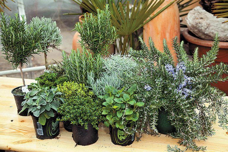 Frische Kräuter aus dem eigenen Garten - Vorarlberger Nachrichten | VN.at