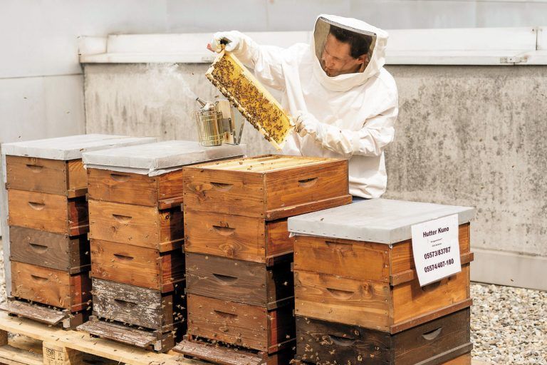Kuno Hutter bei der Arbeit: 200.000 Bienen auf dem Festspieldach. Fotos: vn/Stiplovsek