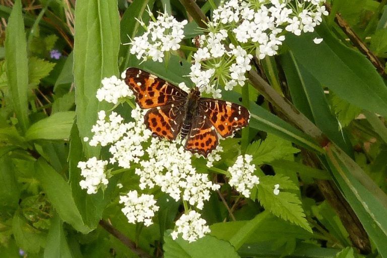 LandkärtchenDas Landkärtchen (Araschnia levana) wurde in Vorarlberg zuletzt in den 1950er-Jahren beobachtet und galt seither als „ausgestorben“. Seit dem Vorjahr kann die inatura Wiederfunde dieses attraktiven Falters dokumentieren. Er ist zurückgekehrt und breitet sich wieder im Ländle aus. foto: berg