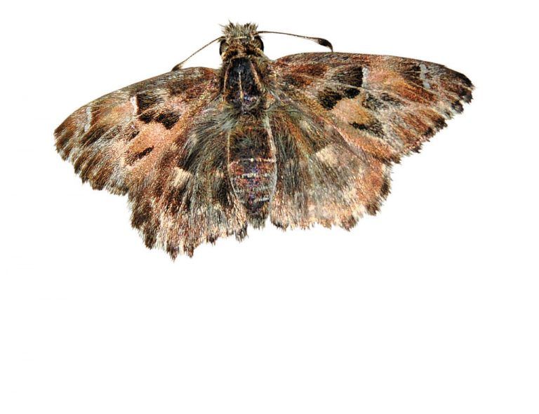 Malven-DickkopffalterFast 50 Jahre dauerte die Beobachtungslücke für den Malven-Dickkopffalter (Carcharodus alceae). Im inatura-Garten wurde er vor wenigen Jahren erstmals wieder beobachtet. Inzwischen ist die Art an vielen Orten beheimatet. Die Gründe für ihr Verschwinden sind unbekannt. foto: friebe