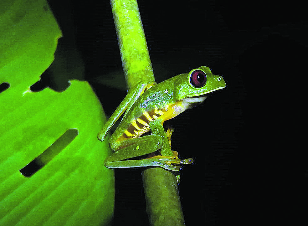 Nachtwanderung im Regenwald