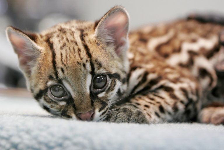 Ocelot kitten Novia looks up during her 18 week physical examination Animal Health staff by Woodland Park Zoo in Seattle Wednesday, Jan. 28, 2009. (AP Photo/The Seattle Times, Courtney Blethen) ** SEATTLE POST-INTELLIGENCER OUT, NO MAGS, NO SALES **