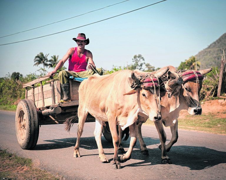 Ochsenkarren sind gerade in der Landwirtschaft nach wie vor ein wichtiges Fortbewegungsmittel.