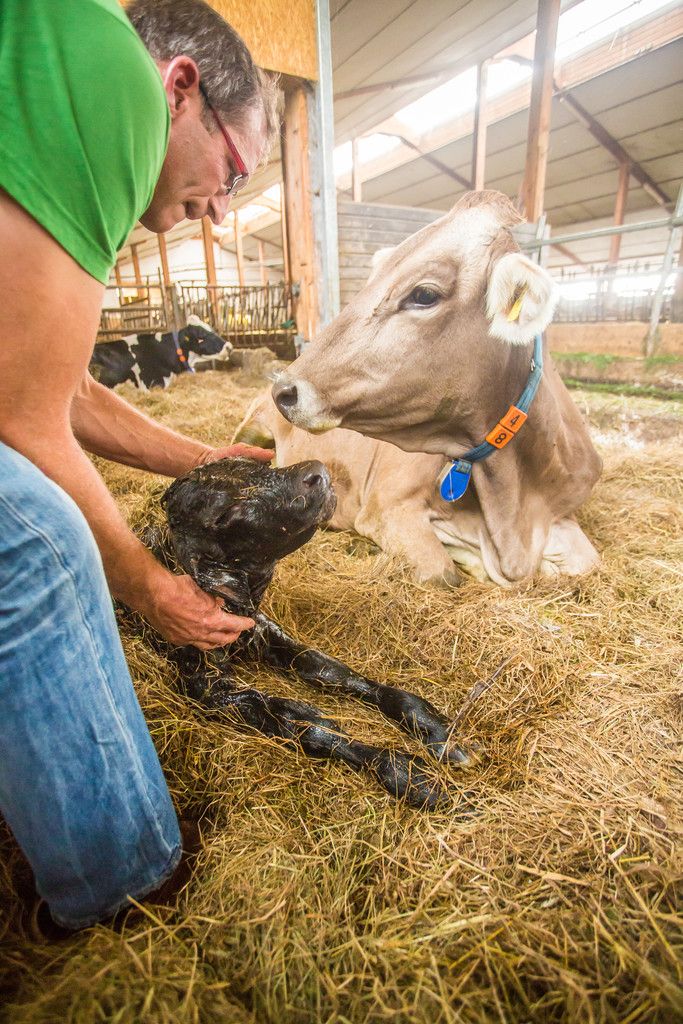 Papa Bertram versorgt ein gerade erst geborenes Kalb.