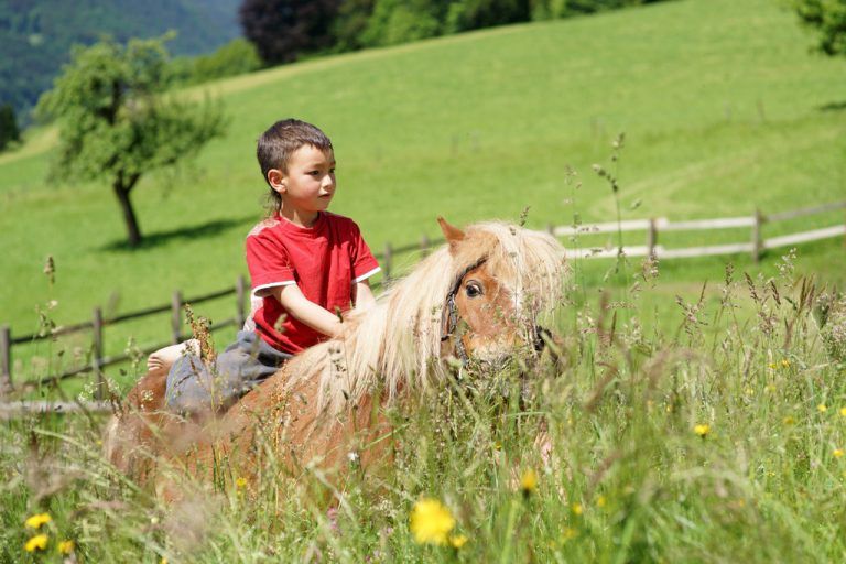 Ponyreiten in SulzbergKinder zwischen drei und zehn Jahren lernen in Sulzberg spielerisch den Umgang mit Ponys und Pferden. Anschließend geht es auf den Reitplatz, wo die Kinder geführt reiten können.