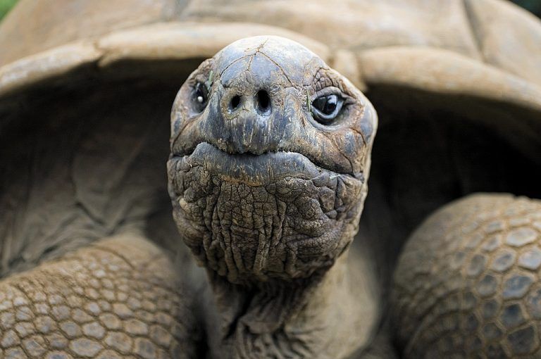 Riesenschildkröten können ein hohes Alter von über 200 Jahren erreichen.