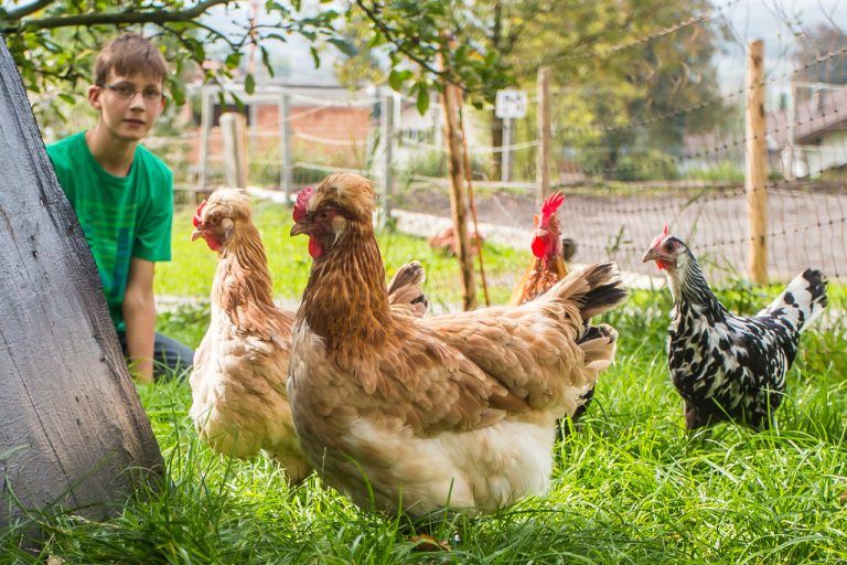 Sohn Jonas ist auf dem Hof für die Hühner verantwortlich. Die legen Eier nur für den Eigenbedarf der Familie. Fotos: VN/Steurer