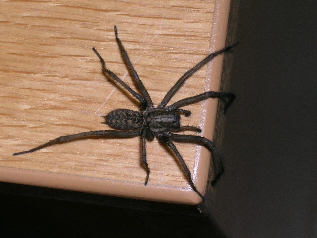 Ob im Freien oder im Haus: Die Begegnung mit einer Spinne ist überall möglich.