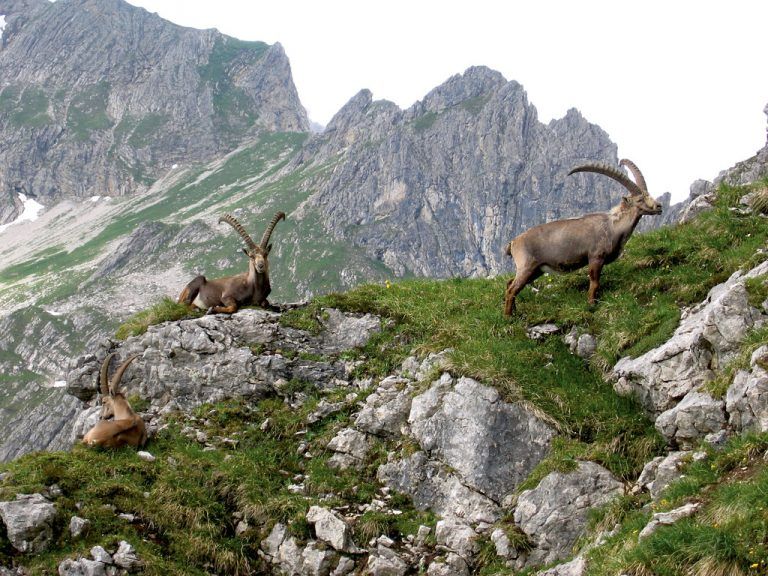Steinböcke beobachten Die Rundtour von Bödmen über das Geißhorn und das Kemptner Köpfle zurück nach Bödmen beeindruckt mit atemberaubenden Ausblicken. Mit etwas Glück bietet sich die Möglichkeit Steinböcke, aus der Nähe zu sehen.