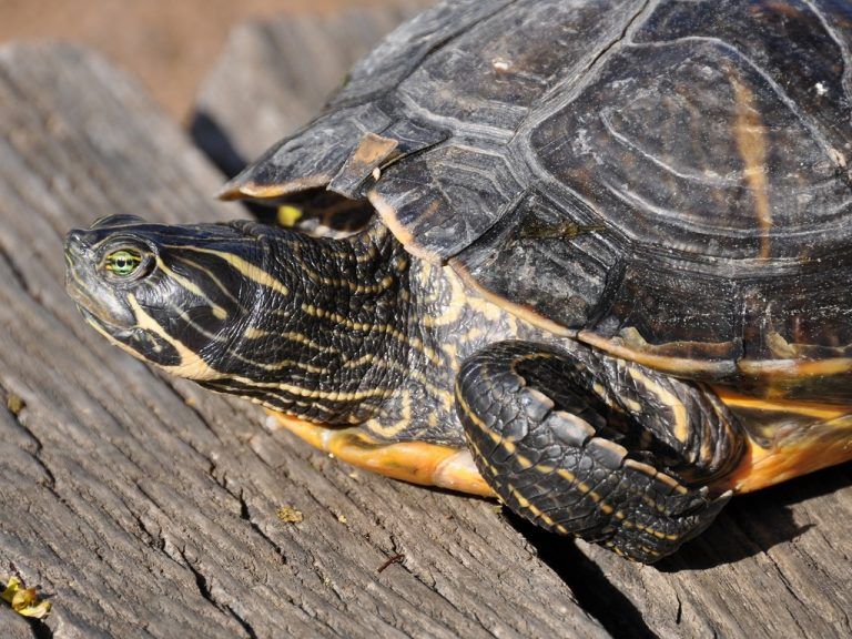 SumpfschildkröteExotische Sumpfschildkröten in Vorarlbergs Gewässern? Der Zoofachhandel macht‘s möglich! Lässt das Interesse der Käufer am Tier nach, so wird ihm kurzerhand „die Freiheit geschenkt“. Die milden Winter überleben sie problemlos. foto: friebe