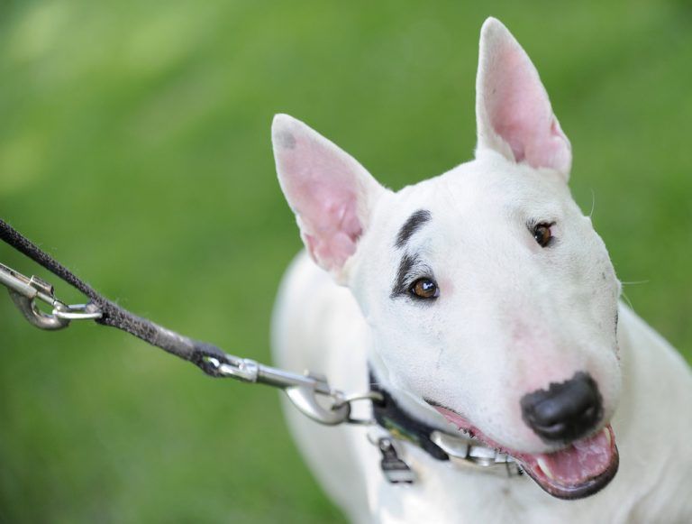 sachkundenachweis hund bayern