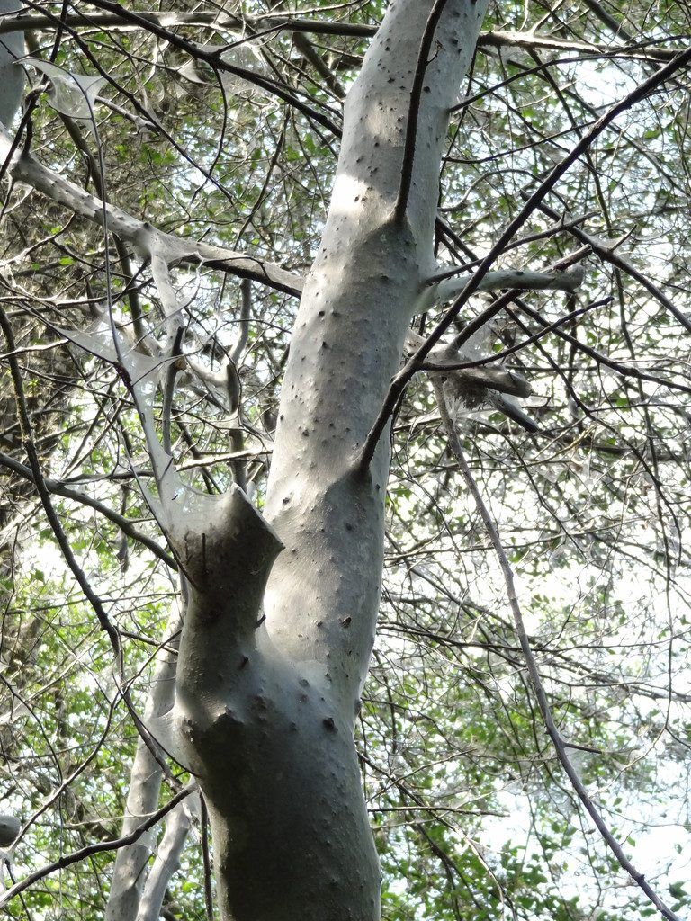 Traubenkirschen-GespinstmotteDie Traubenkirschen-Gespinstmotte (Yponomeuta evonymella) ist ein Verpackungskünstler. Ihre Raupen packen ganze Bäume ein, um an der Baumrinde geschützt ihre Nahrung aufnehmen zu können. foto: zimmermann