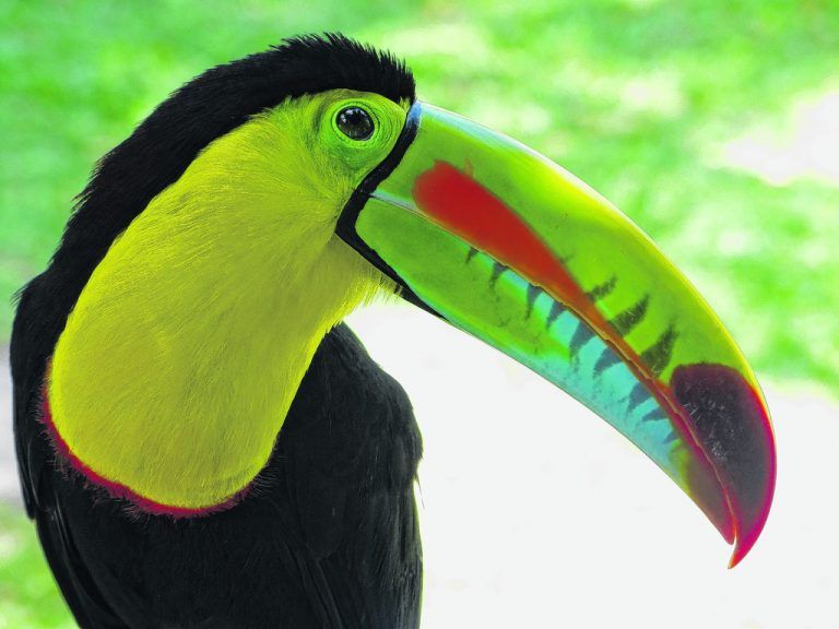 Tukane leben meistens in hohen Baumkronen. Mit etwas Glück entdeckt man den bunten Vogel bei einer Seilbahnfahrt im Gamboa Rainforest.