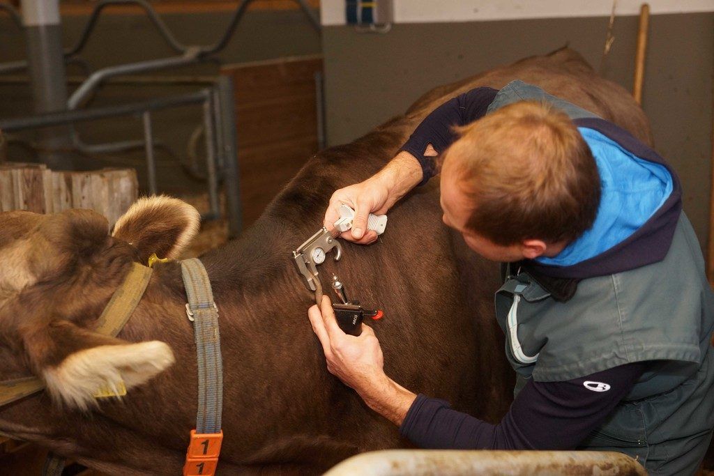 Vorbeugen gegen Tierseuchen