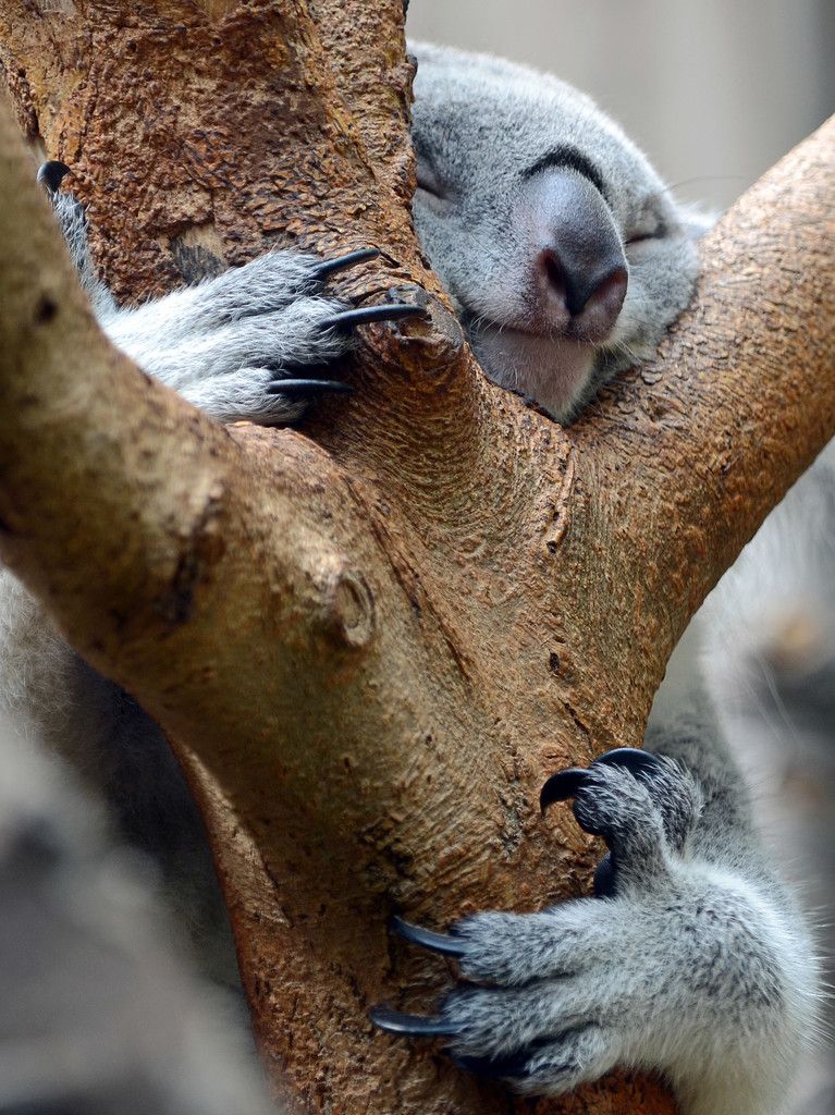 Warum der Koala so leidenschaftlich Bäume umarmt, haben Forscher nun anhand von Aufnahmen mit Wärmebildkameras herausgefunden. AP