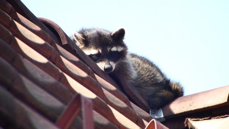 WaschbärIn den letzten Jahren wurden insgesamt fünf Waschbären (Procyon lotor) in Vorarlberg erlegt, weitere zehn glaubwürdige Sichtungen wurden der inatura-Fachberatung gemeldet. Diese in Nordamerika beheimateten Tiere wurden vor über 100 Jahren in Europa als Pelztiere gehalten. foto: zimmermann
