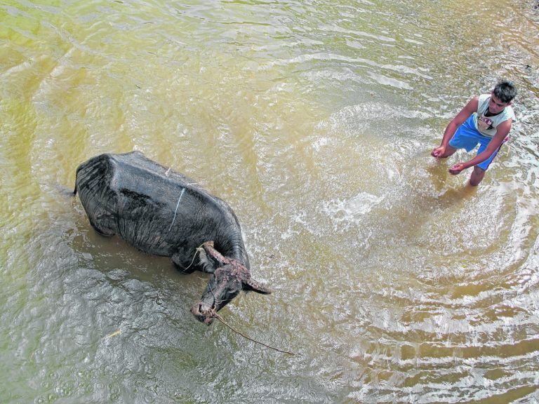 Wasserbüffel haben in Sulawesi einen hohen Stellenwert. Fotos: Beate Rhomberg (5)