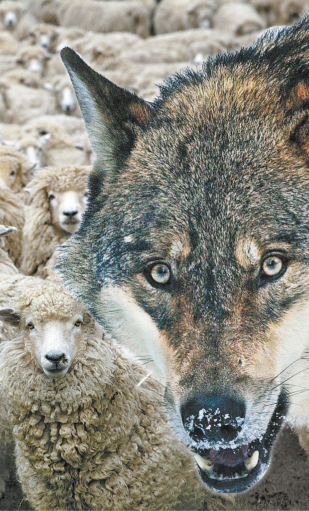 Weitere Wolfsrisse könnten aber negative Folgen für die Zucht haben, meint Tschugmell.