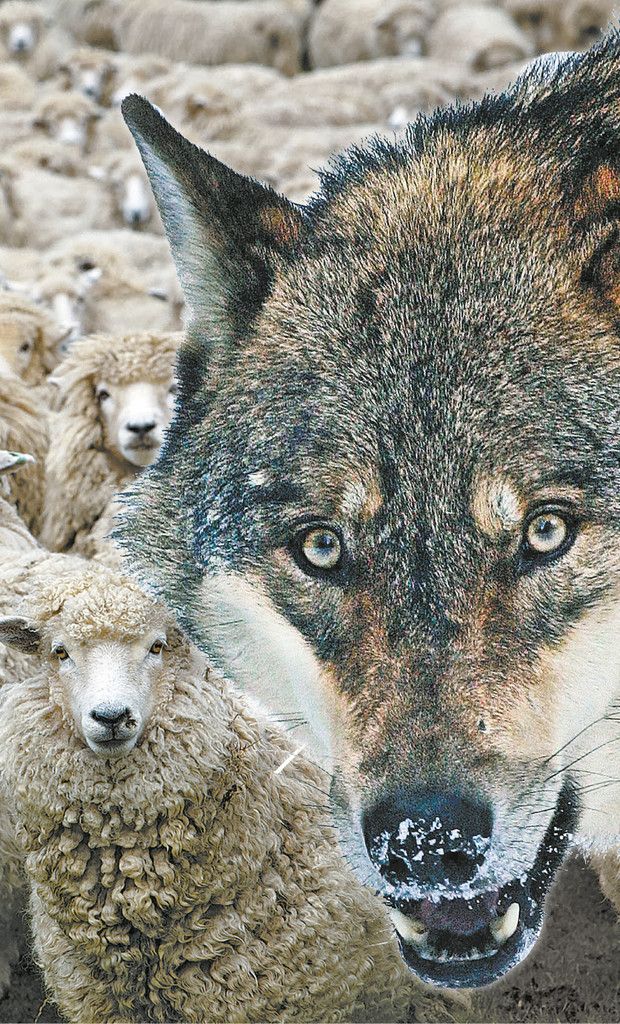  Wölfe bedeuten für Schafherden eine tödliche Gefahr. Das wurde auch in Vorarlberg unlängst deutlich. 