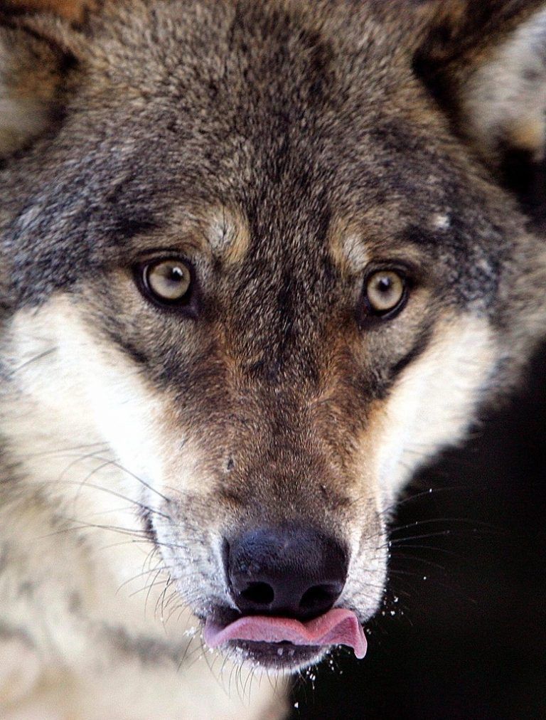 Wölfe in freier Vorarlberger Wildbahn. Eine Vorstellung, an die man sich noch wird gewöhnen müssen. foto: reuters