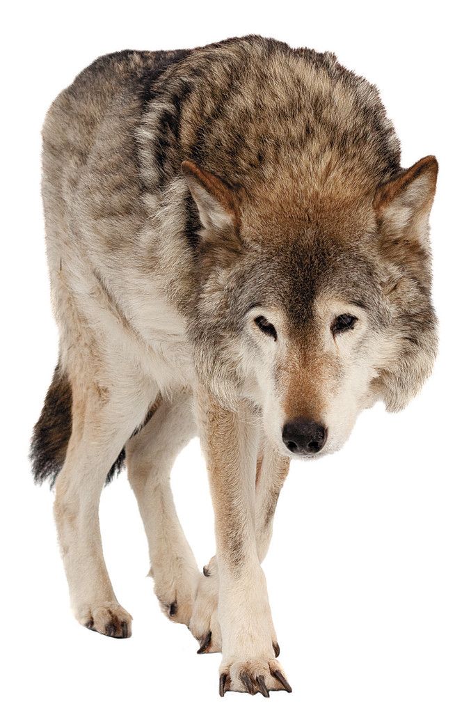 wolf (Canis lupus). Isolated over white background with shade