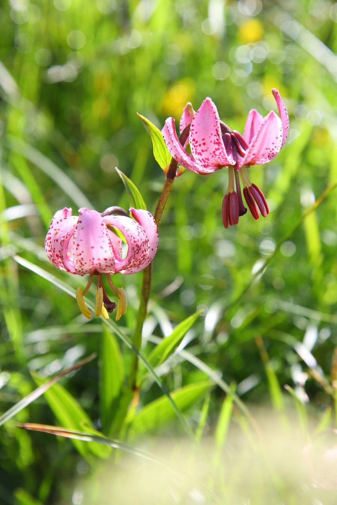 Wunderschön wächst und gedeiht der Türkenbund in der Höhe.