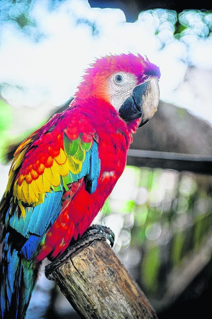 Wunderschöne bunte Aras im Amazonasgebiet.