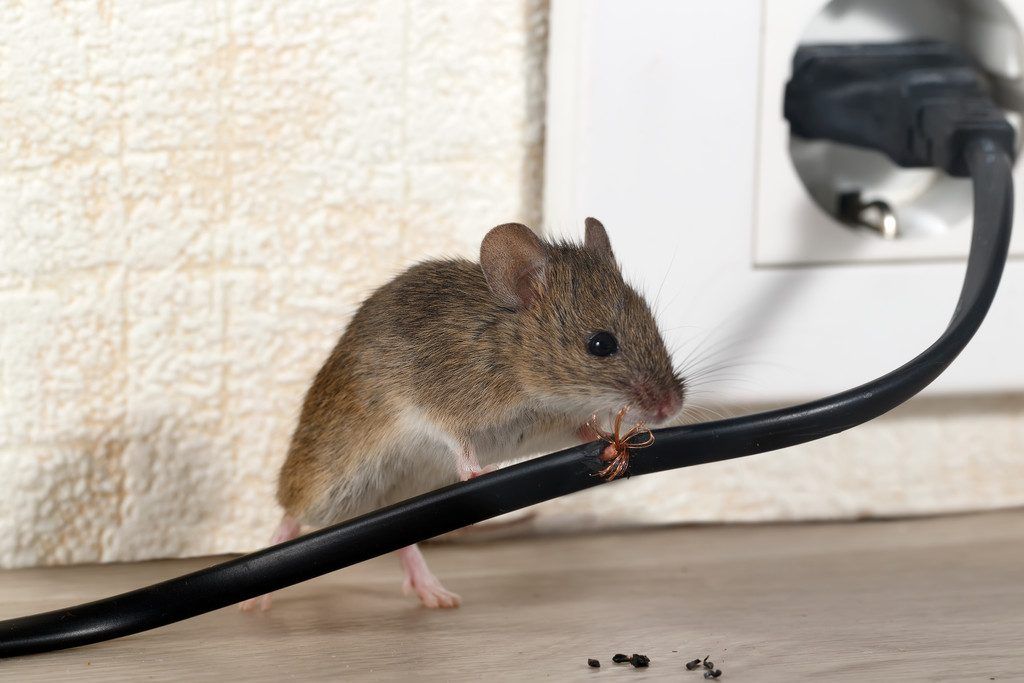 Hilfe! Mäuse im Haus
